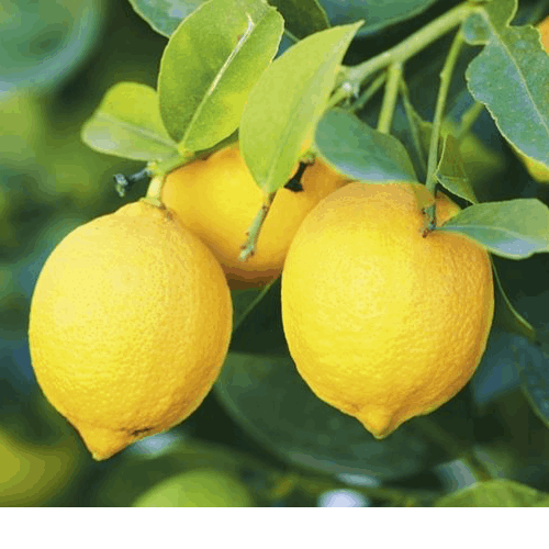 Agricola Canneto"limoni di siracusa"